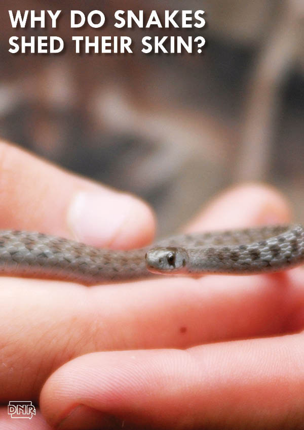 Why do snakes shed their skin? | Iowa DNR